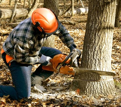 Tree Removal in Battiest, OK